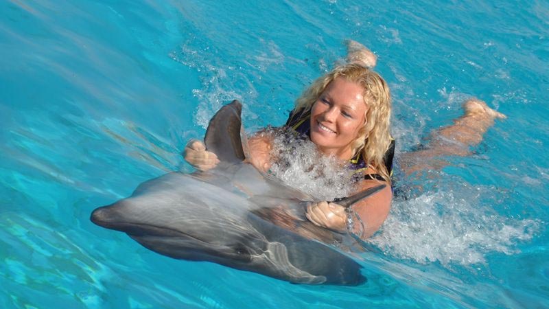 Okurcalar dolphin swimming