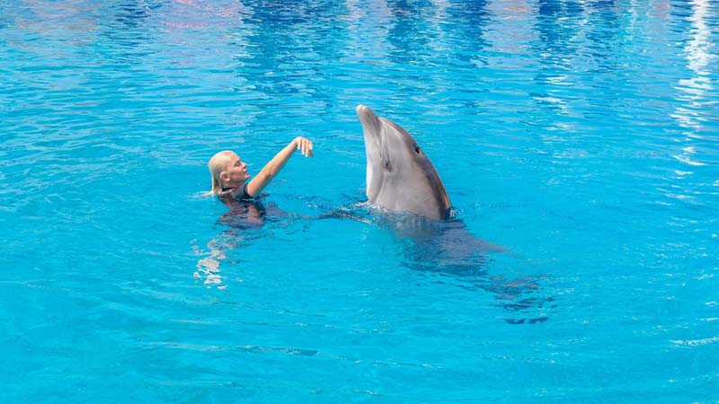 dolphinarium advice near okurcalar