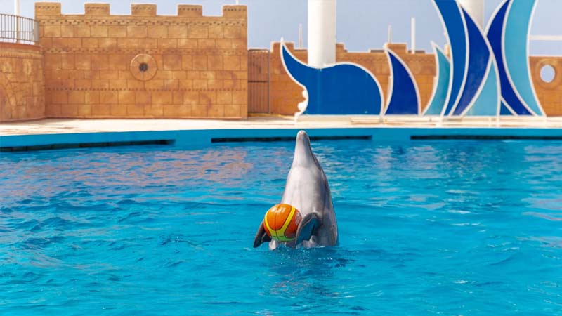 okurcalar dolphin park ticket