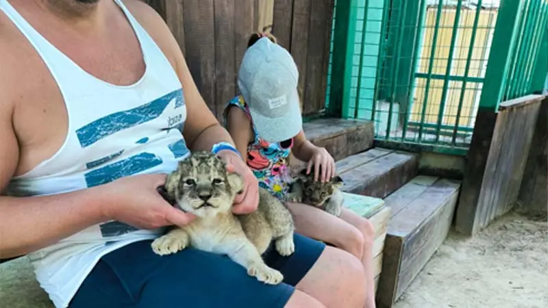 baby-lions-in-okurcalar