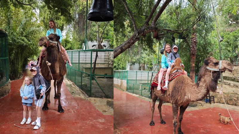 camel safari okurcalar