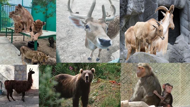 Okurcalar zoo & lion park tour