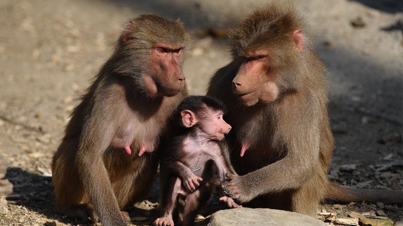 baboon