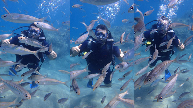 diving okurcalar