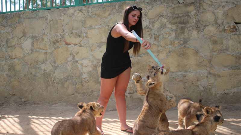 lion feeding activity