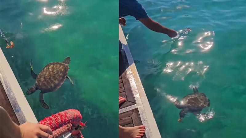 turtle tour okurcalar yacht